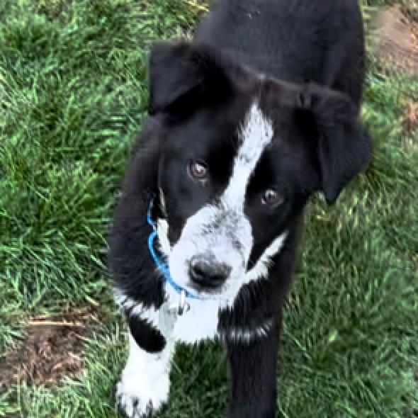 Mike - Terrier / Border Collie / Mixed