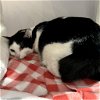 adoptable Cat in slc, UT named Quail