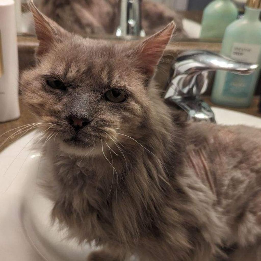 adoptable Cat in SLC, UT named Gandalf