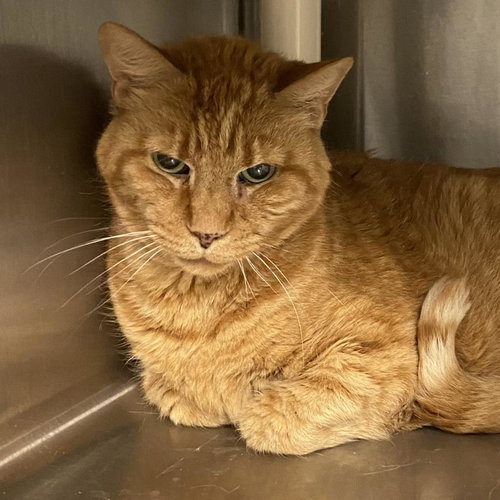 Danny, Senior Domestic Short Hair, cat for adoption in Orem, Utah