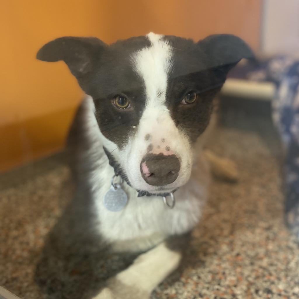 Goofy Goober - Terrier / Border Collie / Mixed