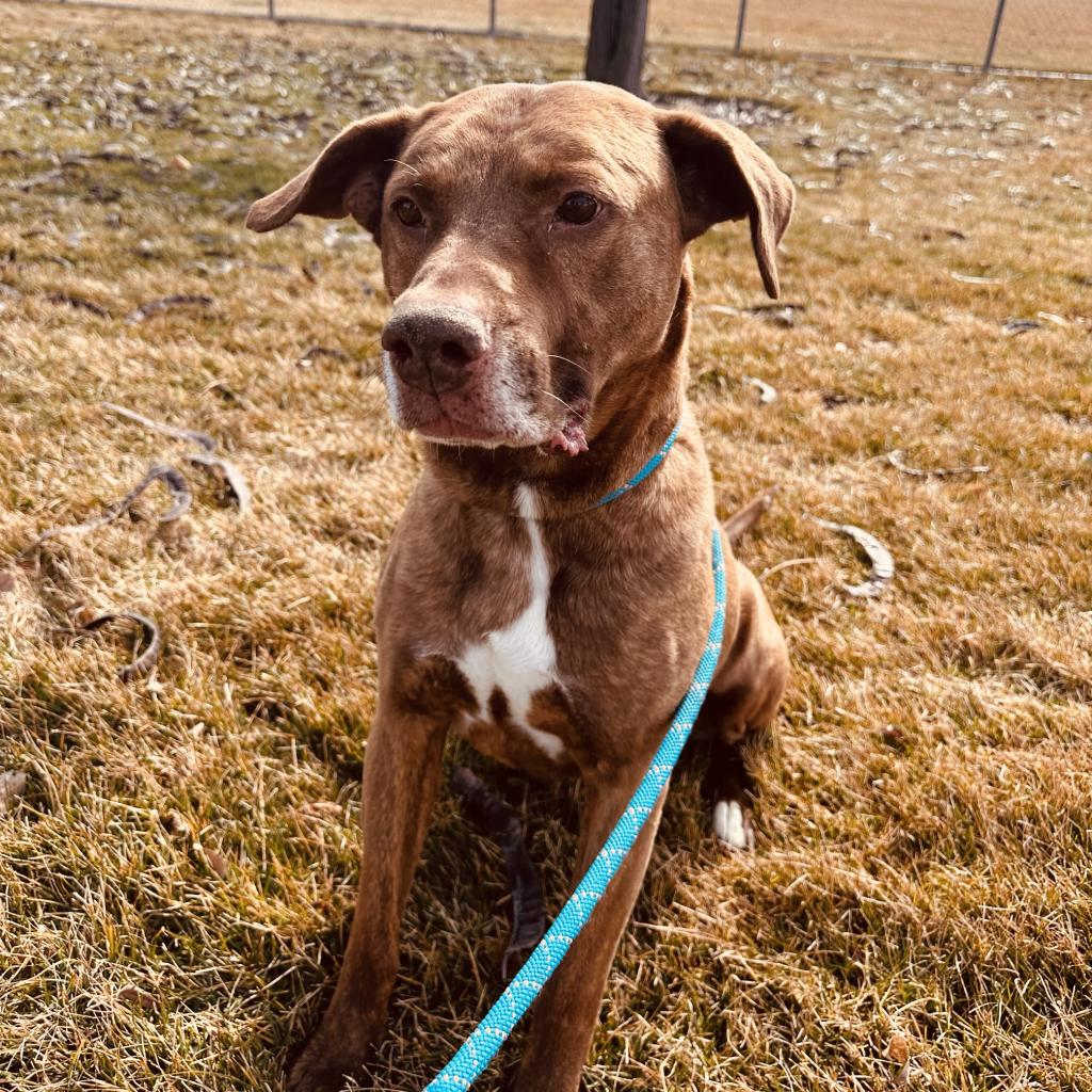 Keith - Terrier / Labrador Retriever / Mixed