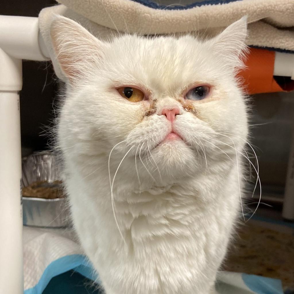 Cindy Clawford - Domestic Medium Hair / Exotic Shorthair / Mixed