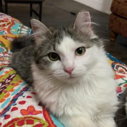 adoptable Cat in SLC, UT named Furby