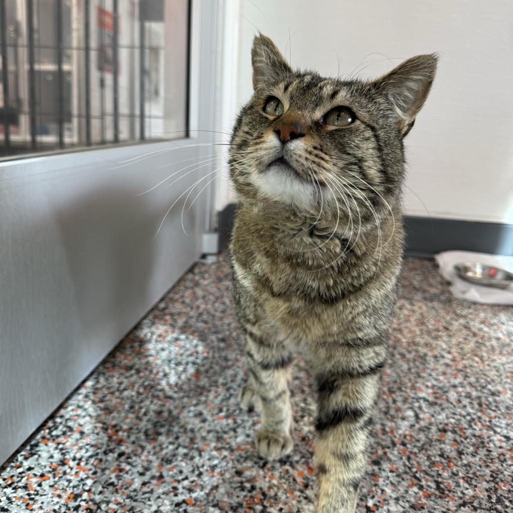 adoptable Cat in SLC, UT named Bon Jovi