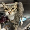 adoptable Cat in  named Dutchess