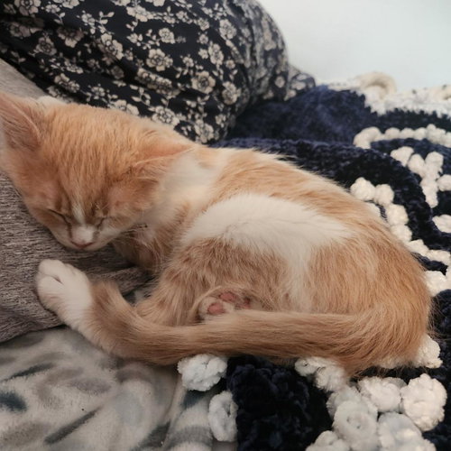 Louvre, Baby Domestic Medium Hair, cat for adoption in Orem, Utah