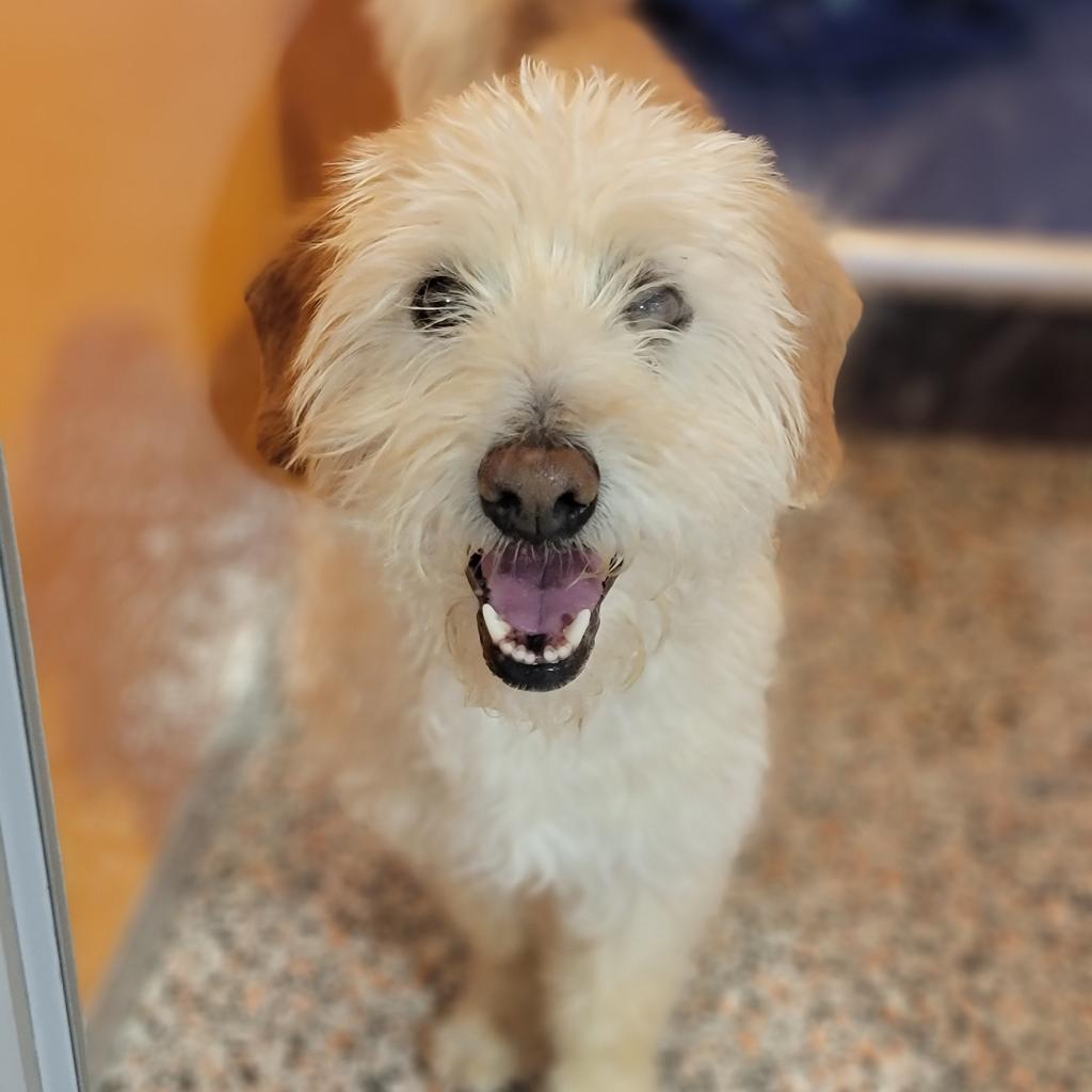 adoptable Dog in SLC, UT named Benji