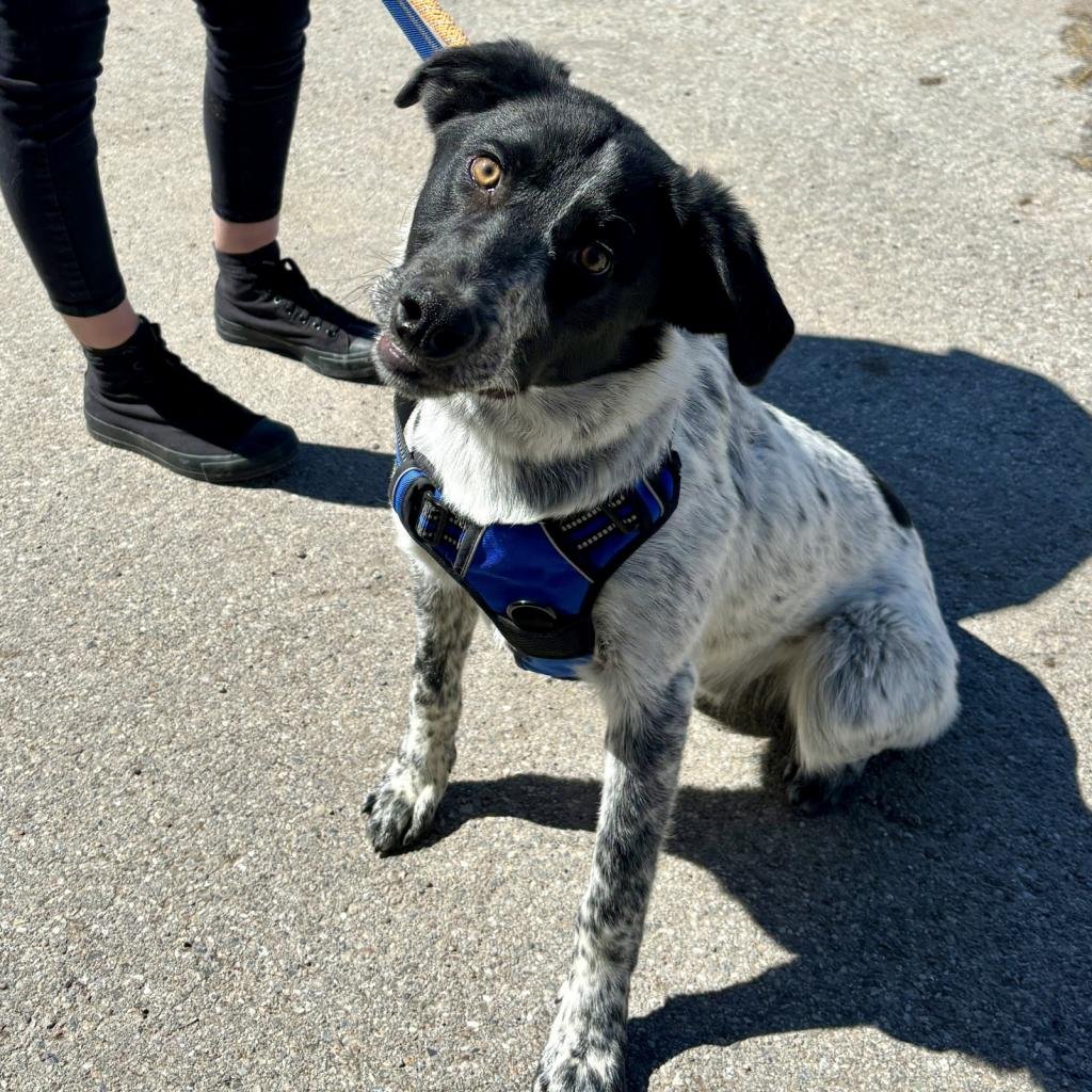 Ace - Terrier / Cattle Dog / Mixed