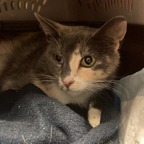 Jumanji, Young Domestic Short Hair, cat for adoption in Orem, Utah