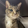 adoptable Cat in slc, UT named Sylvie