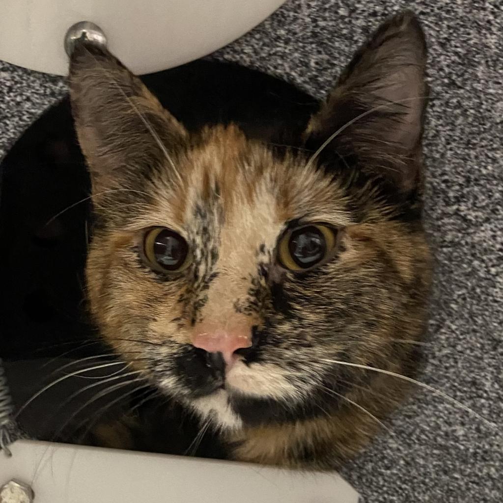 adoptable Cat in SLC, UT named Lady Rainicorn