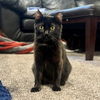 adoptable Cat in SLC, UT named Obsidian