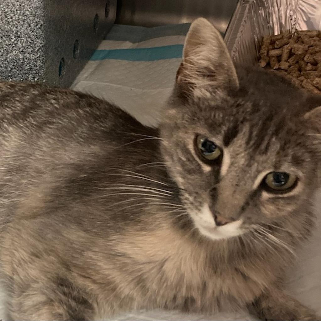 adoptable Cat in SLC, UT named Treehopper