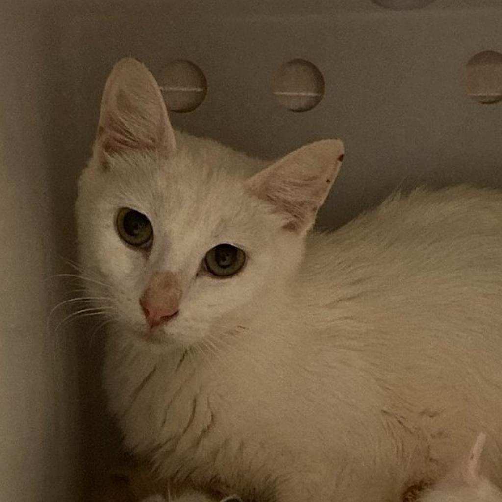 adoptable Cat in SLC, UT named Halo