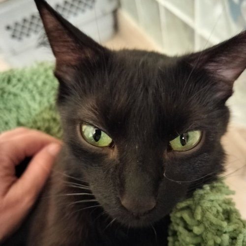 Poplin, Adult Domestic Short Hair, cat for adoption in Orem, Utah