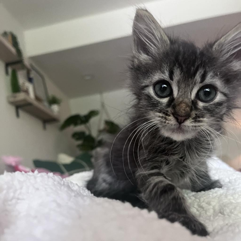 adoptable Cat in SLC, UT named Crookshanks