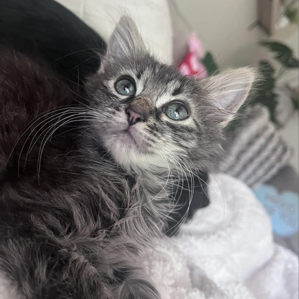 adoptable Cat in SLC, UT named Scabbers