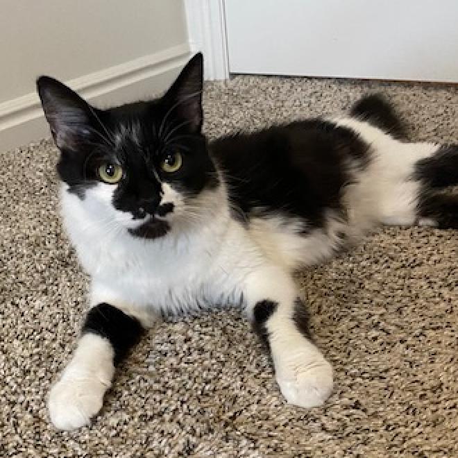 adoptable Cat in SLC, UT named Sea Queen