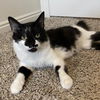 adoptable Cat in , UT named Sea Queen