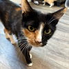 adoptable Cat in , UT named Chanterelle