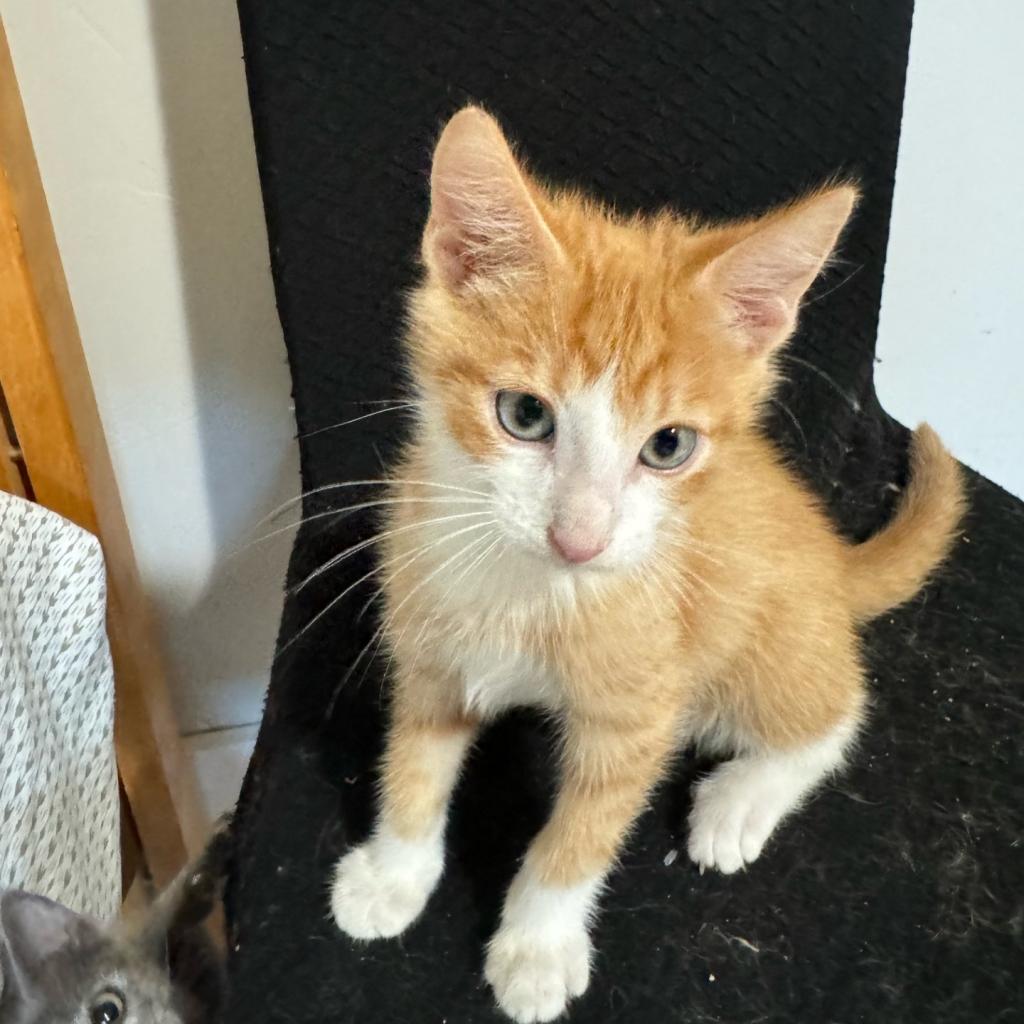 adoptable Cat in SLC, UT named Morel