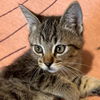 adoptable Cat in , UT named Maitake