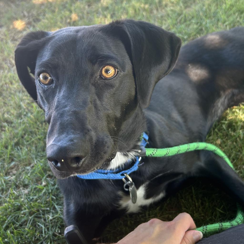 adoptable Dog in SLC, UT named Hush Puppy