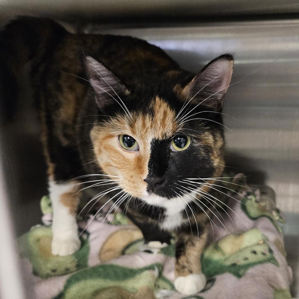 adoptable Cat in SLC, UT named Emmy Lou