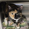 adoptable Cat in SLC, UT named Emmy Lou