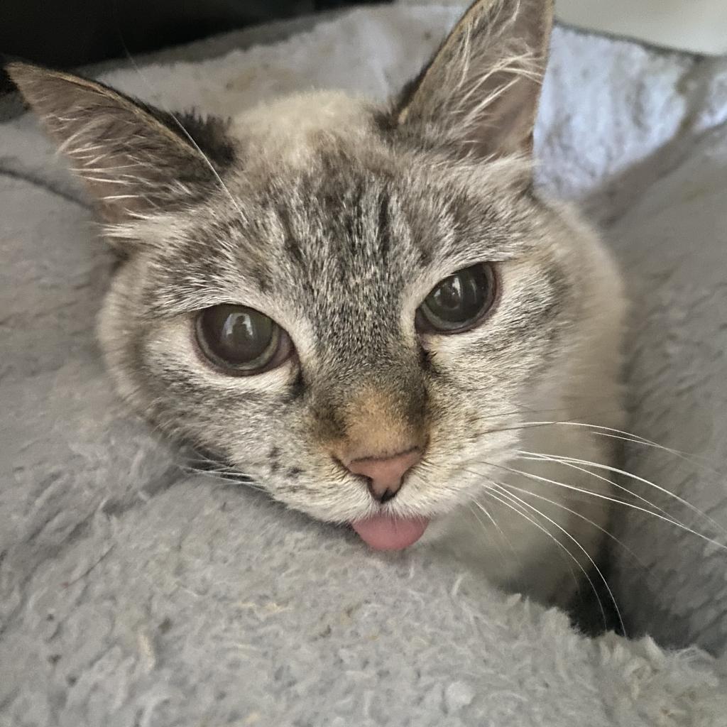 adoptable Cat in SLC, UT named Nougat