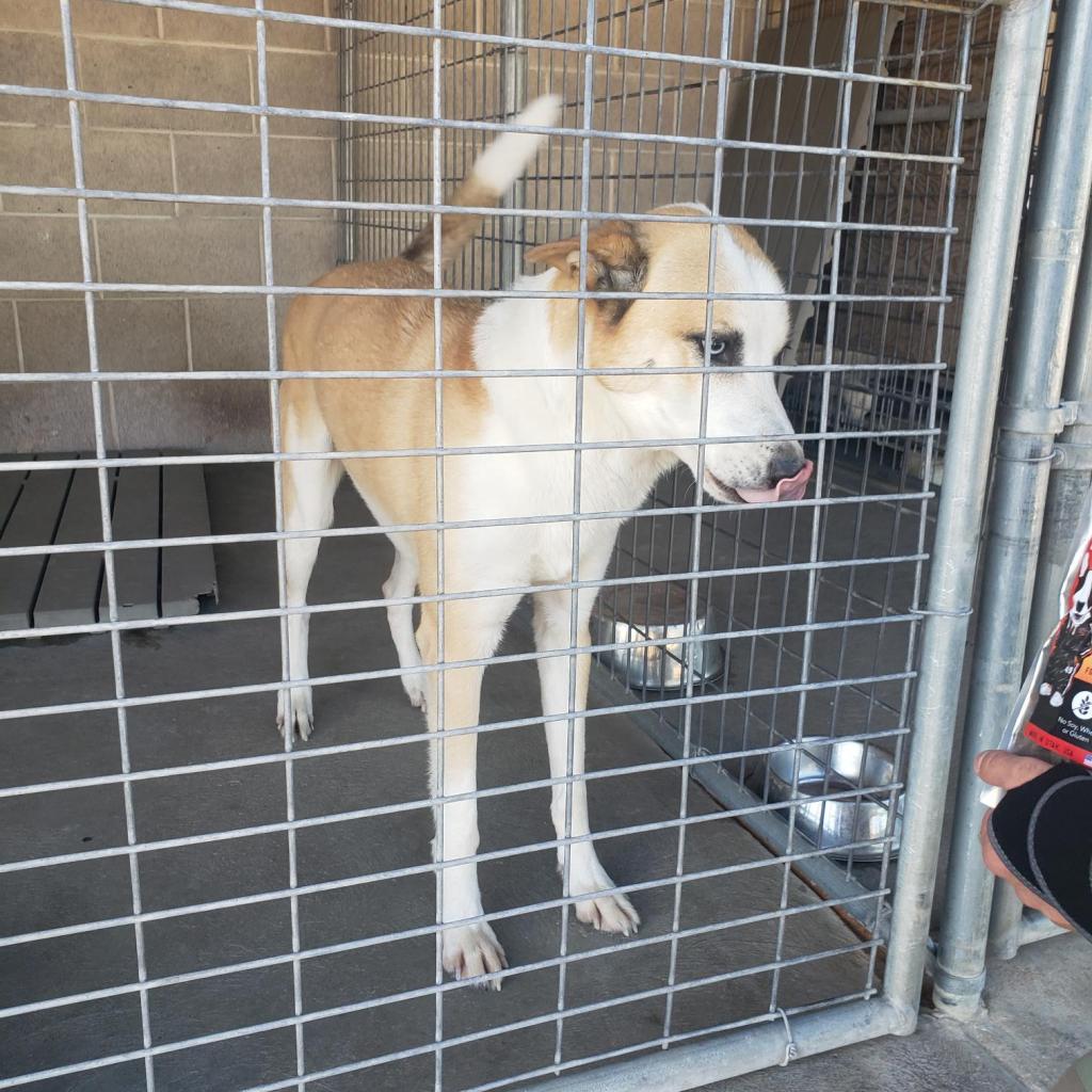 adoptable Dog in SLC, UT named Barley