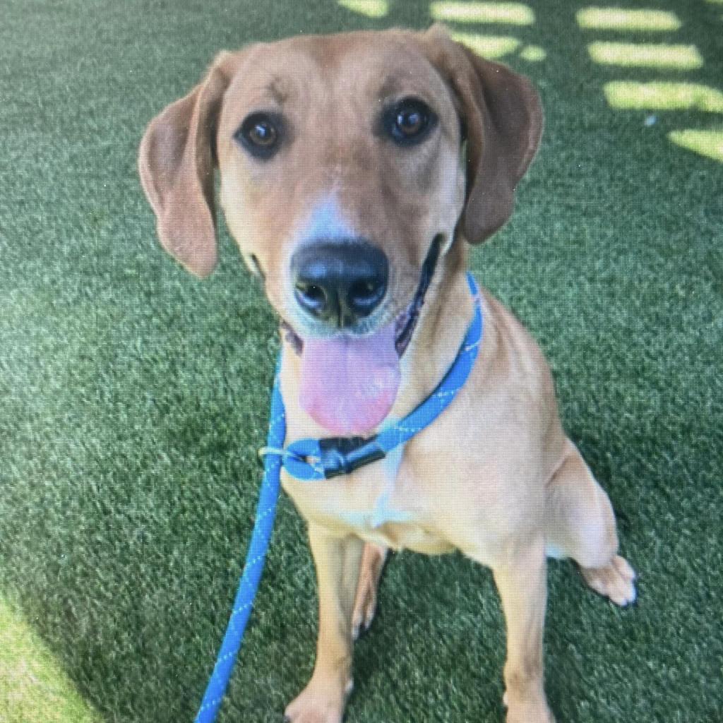 adoptable Dog in SLC, UT named Apple Cider