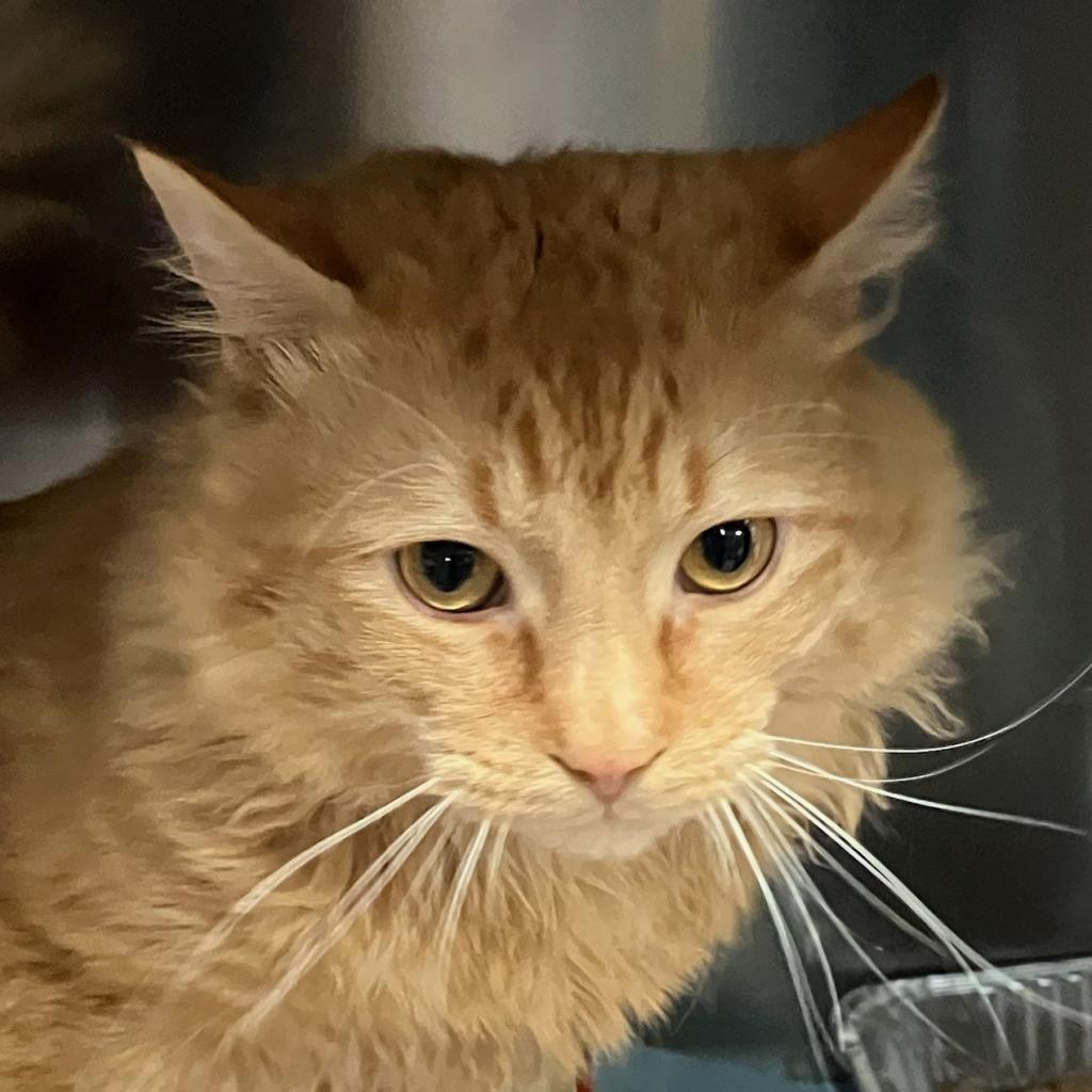 adoptable Cat in SLC, UT named Gunter