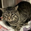 adoptable Cat in SLC, UT named Impossible Burger