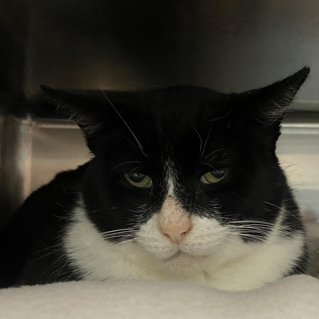 adoptable Cat in SLC, UT named Maxwell Sheffield