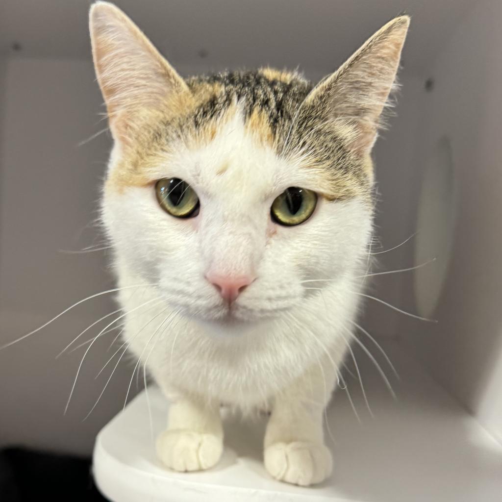 adoptable Cat in SLC, UT named Dulcie