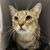 adoptable Cat in SLC, UT named Selene