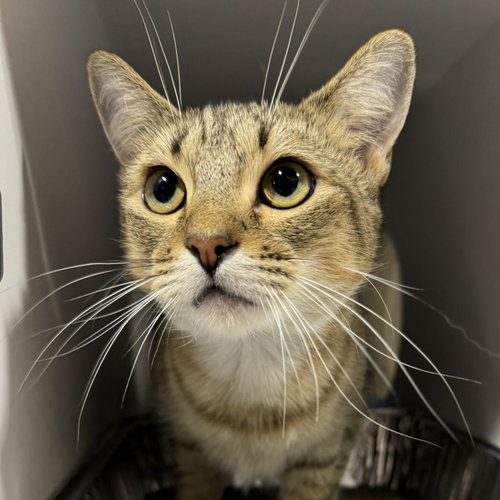 picture of the cat needing adoption