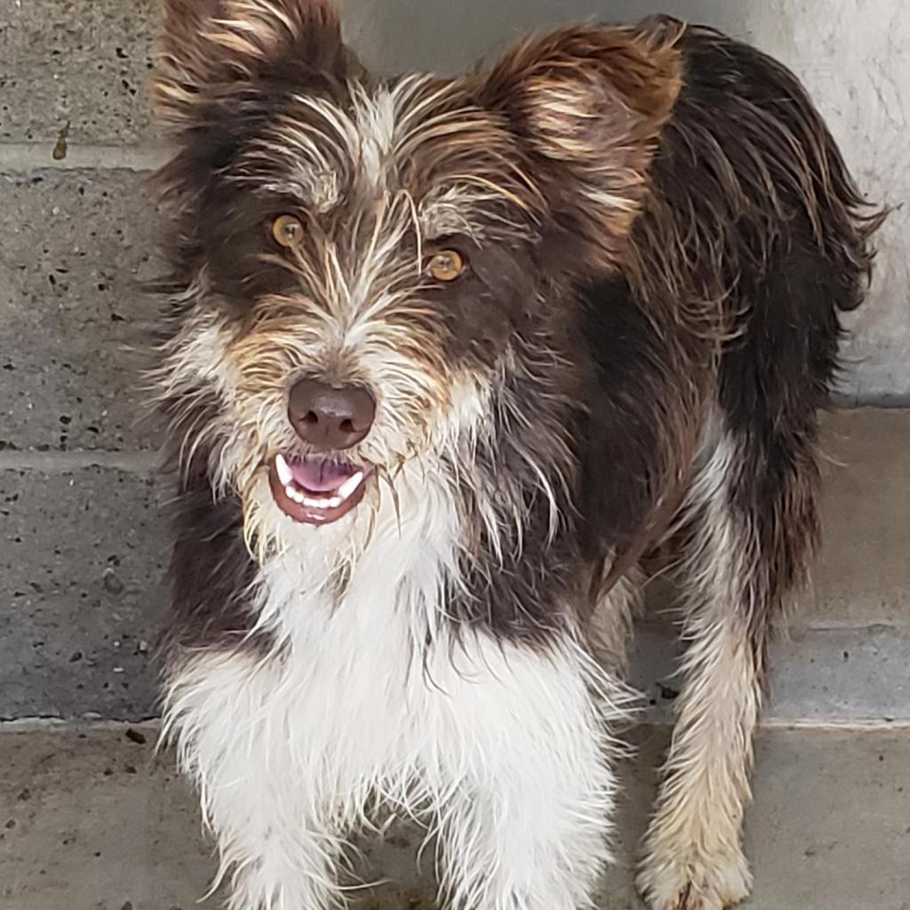 adoptable Dog in SLC, UT named Sherman