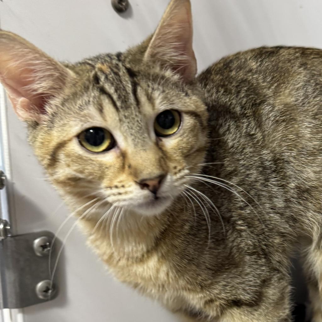 adoptable Cat in SLC, UT named Lochness