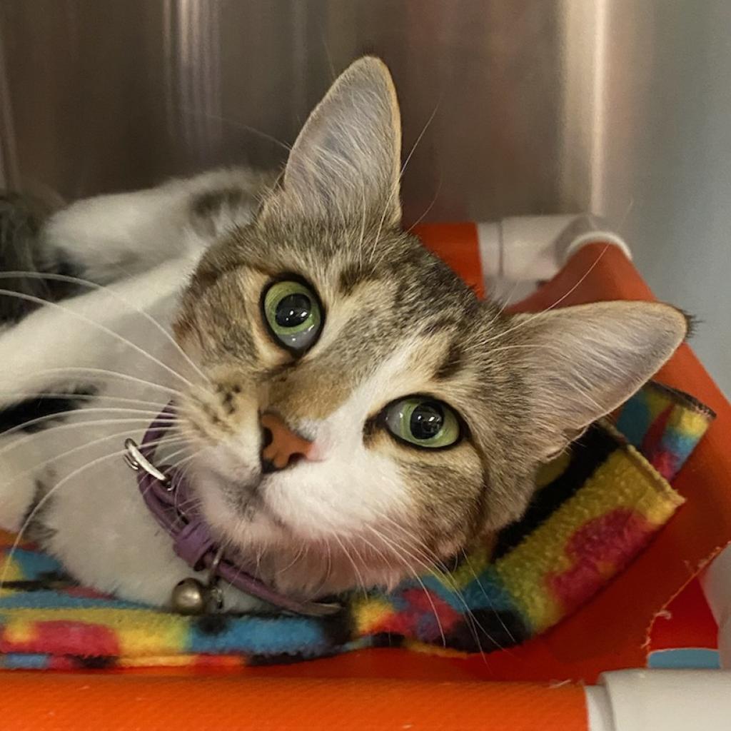 adoptable Cat in SLC, UT named Ambercup