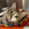 adoptable Cat in , UT named Ambercup