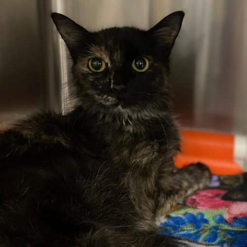 picture of the cat needing adoption