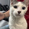 adoptable Cat in , UT named Willy