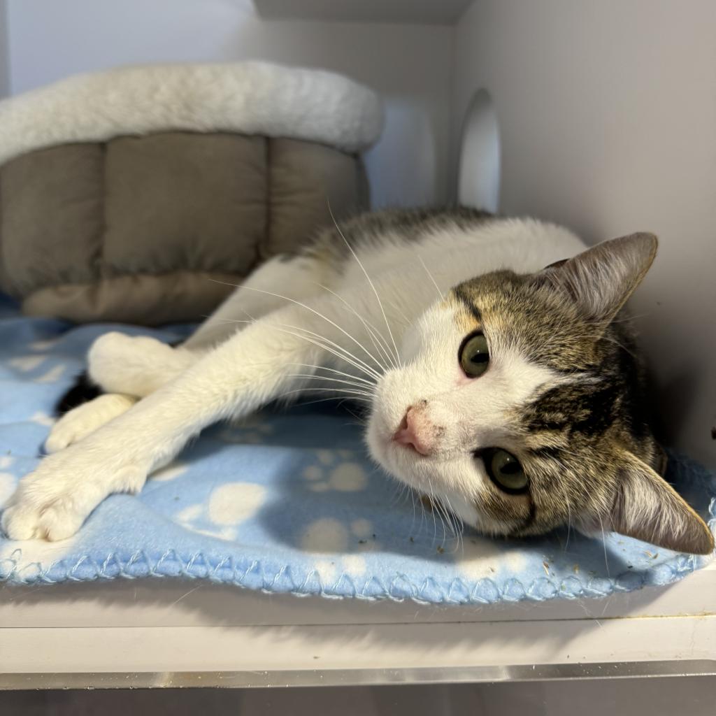 adoptable Cat in SLC, UT named Dumbledore