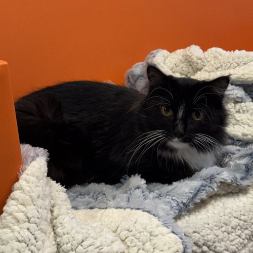 picture of the cat needing adoption