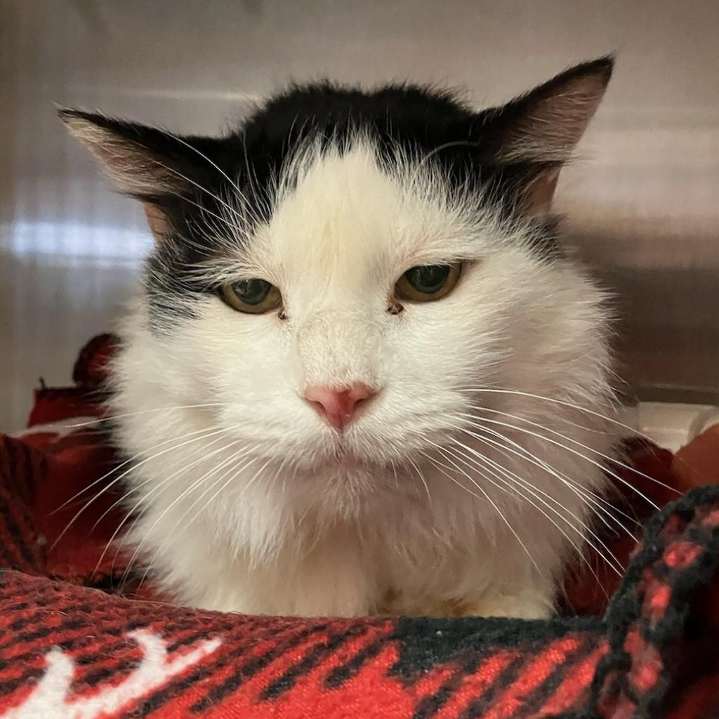 adoptable Cat in SLC, UT named Fuzzy