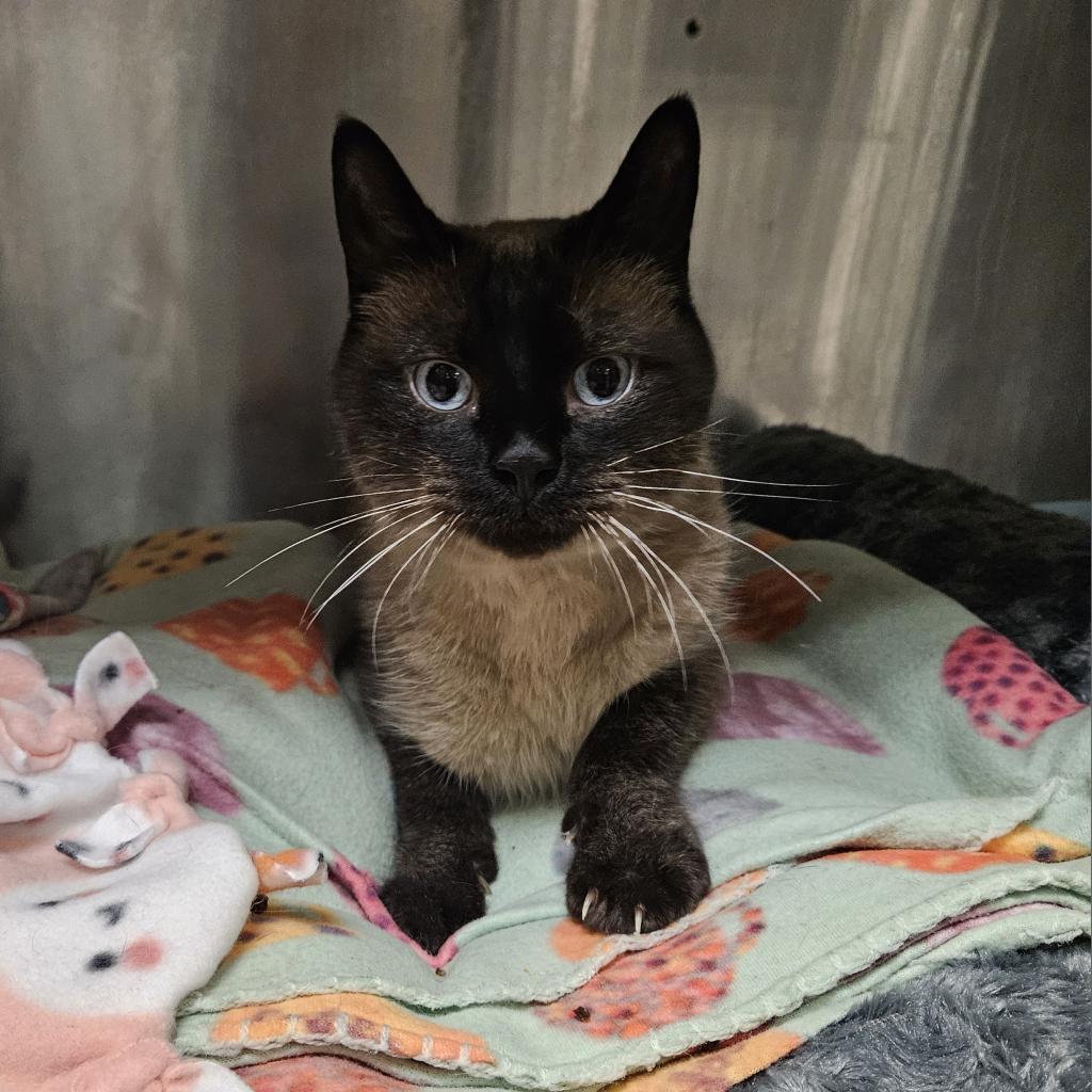 adoptable Cat in SLC, UT named Honeycomb