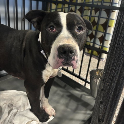 picture of the dog needing adoption